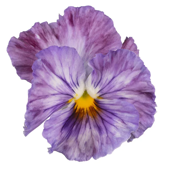 Studio Shot Violet Colored Pansy Flower Isolated White Background Large — Stock Photo, Image