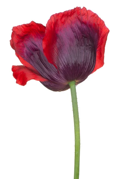 Studio Shot Red Purple Colored Poppy Flower Isolado Fundo Branco — Fotografia de Stock