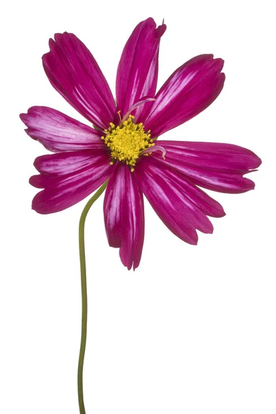 Studio Shot Magenta Colored Cosmos Flower Aislado Sobre Fondo Blanco —  Fotos de Stock