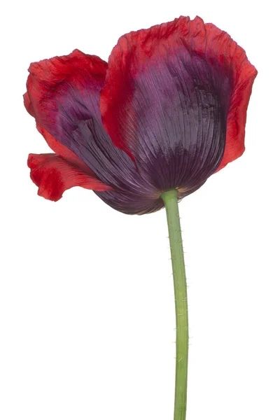 Studio Shot Red Purple Colored Poppy Flower Isolado Fundo Branco Imagens De Bancos De Imagens Sem Royalties