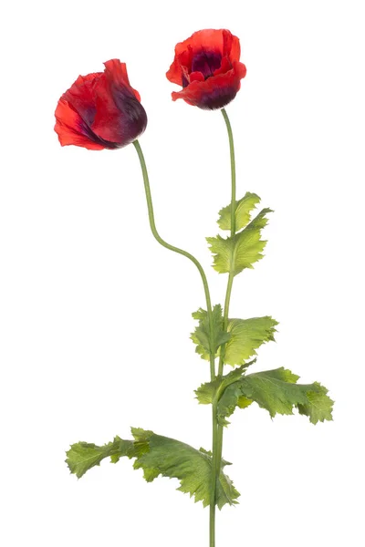 Studio Shot Red Colored Poppy Flowers Isolated White Background Large — Stock Photo, Image