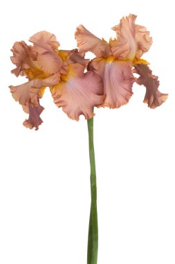 Beyaz Arka Plan üzerine Izole Kahverengi Renkli İris Çiçekler Stüdyo Shot. Geniş Alan Derinliği (Dof). Makro. Close.