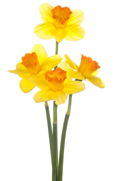 Daffodil — Zdjęcie stockowe