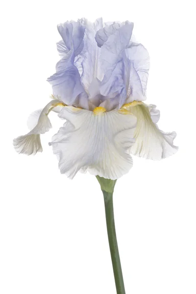 Iris. — Foto Stock