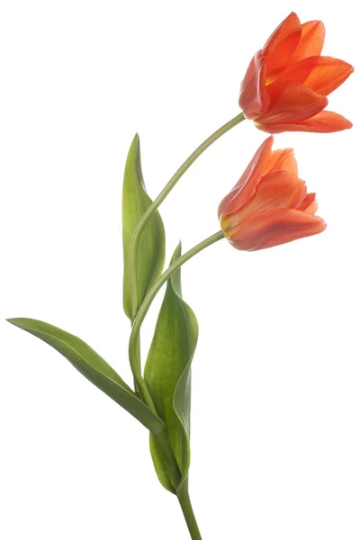 Tulipe — Photo