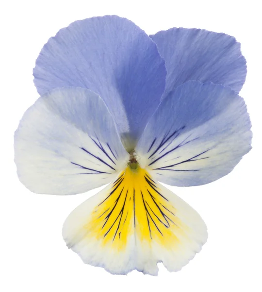 Pansy — Stock Photo, Image