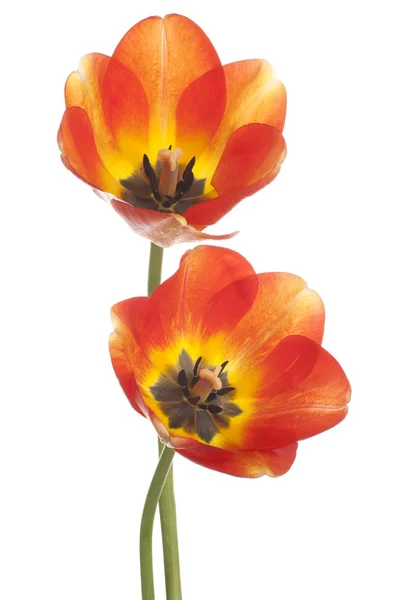 Tulpe — Stockfoto