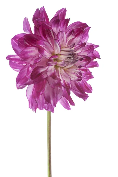 Dahlia — Stock Fotó