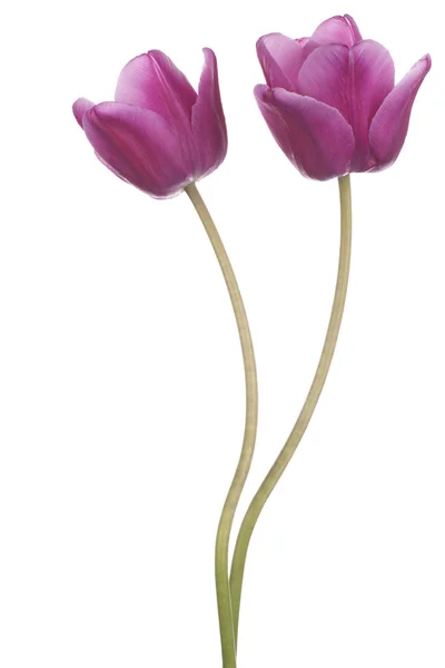 Tulipa — Fotografia de Stock