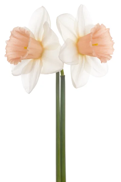 Daffodil — Stock Photo, Image