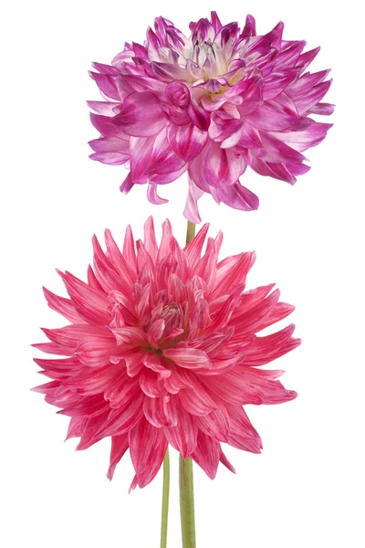 Dahlia — Stock Photo, Image