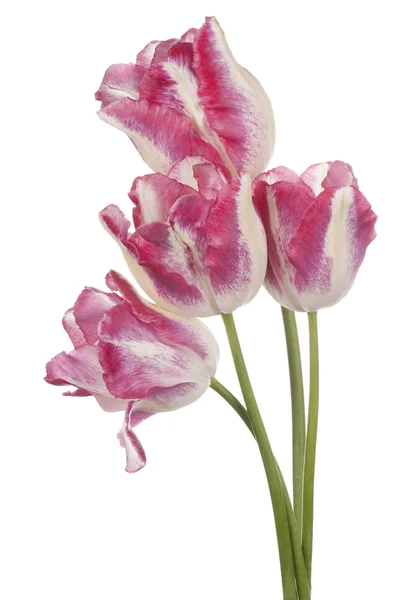 Tulip — Stock Photo, Image