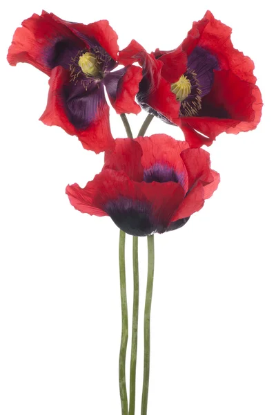 Poppy — Stock Photo, Image