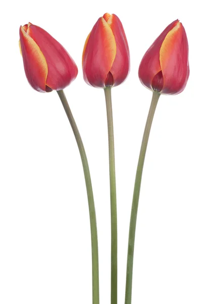 Tulpe — Stockfoto