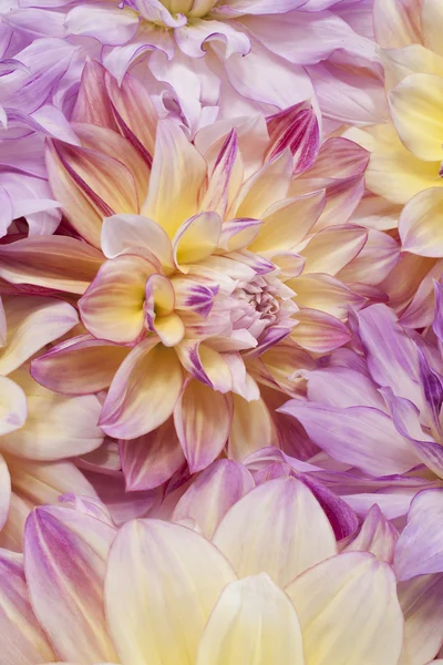 Dahlia — Stockfoto