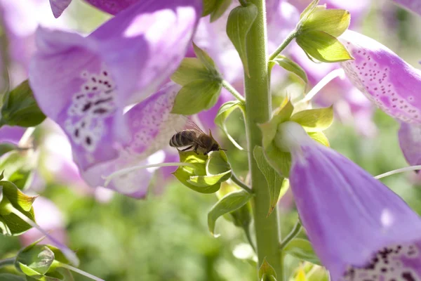 Fingerborgsblomma — Stockfoto