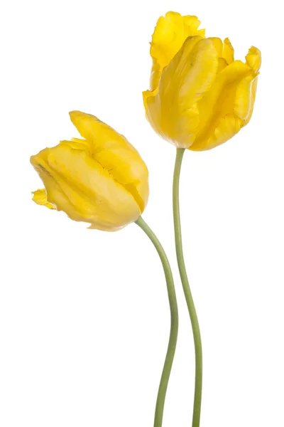 Tulp — Stockfoto