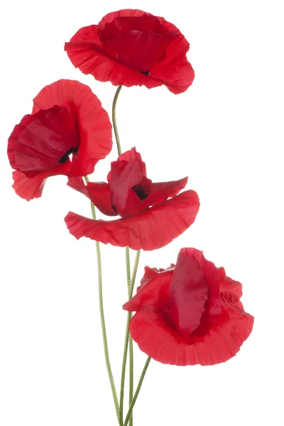 Mohn — Stockfoto