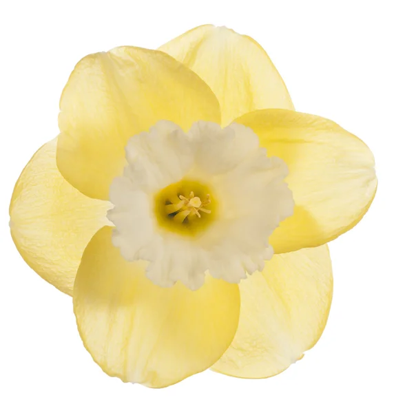 Daffodil — Stock Photo, Image