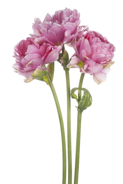 Tulip — Stock Photo, Image