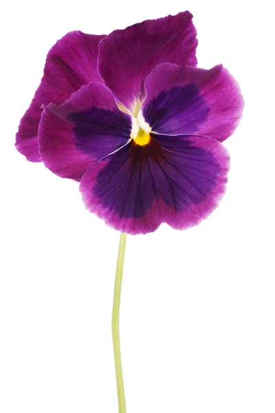 Pansy... — Fotografia de Stock