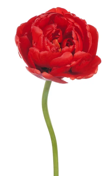 Tulip — Stock Photo, Image