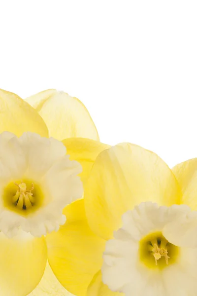 Daffodil — Stock Photo, Image