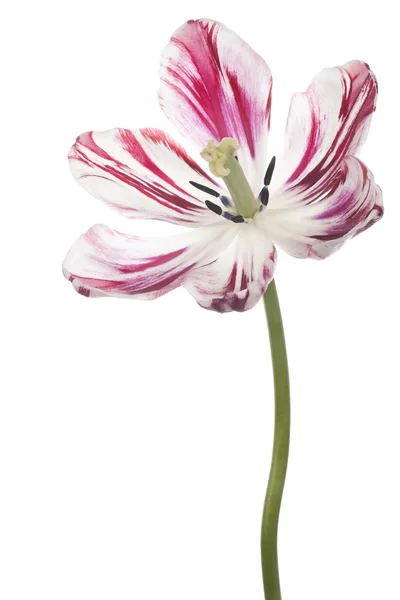 Tulip — Stock Photo, Image