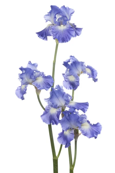 Iris. — Foto de Stock