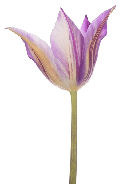 Tulpe — Stockfoto