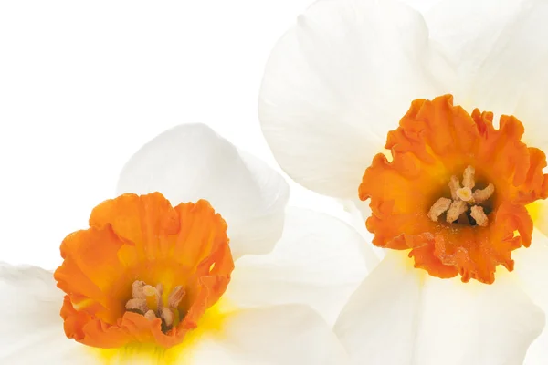 Daffodil — Stock Photo, Image