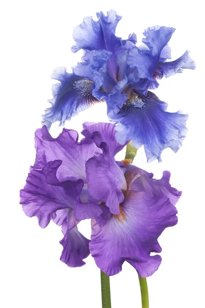 Iris. — Foto Stock