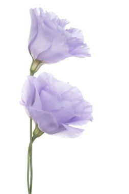 Eustoma