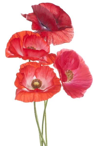 Mohn — Stockfoto