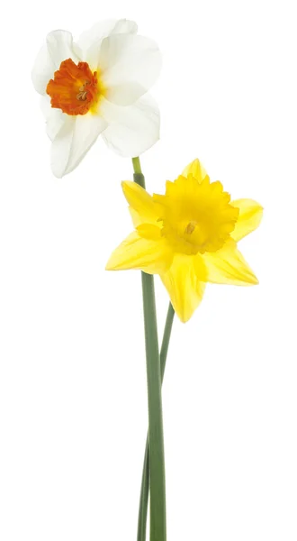 Daffodil — Zdjęcie stockowe