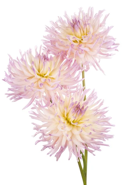 Dahlia — Stock Photo, Image