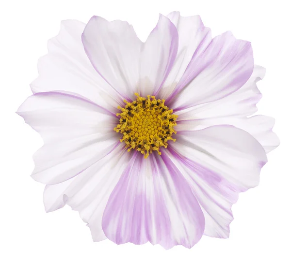 Cosmos flower — Stock Photo, Image