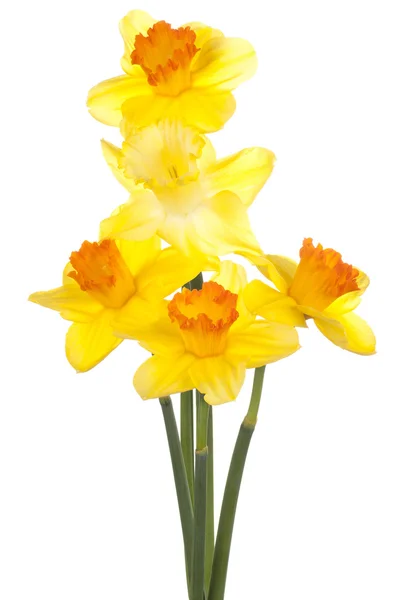 Daffodil — Zdjęcie stockowe