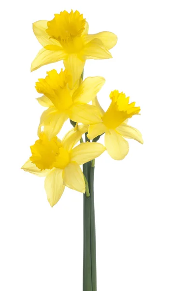 Daffodil — Zdjęcie stockowe