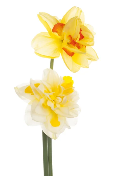 Daffodil — Zdjęcie stockowe