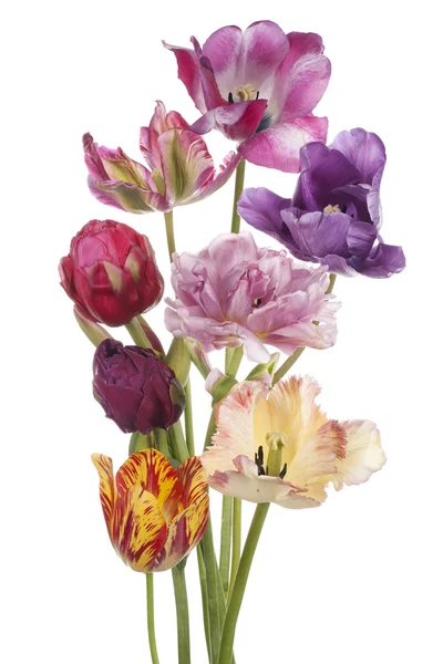 Tulipan – stockfoto