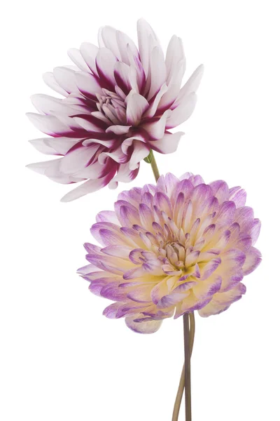 Dahlia — Stockfoto