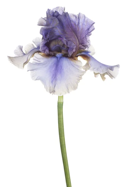 Iris — Stock Fotó