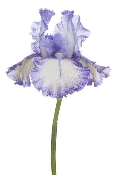 Iris. —  Fotos de Stock