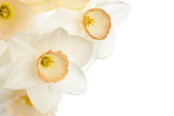 Daffodil — Stock Photo, Image