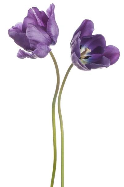 Tulipano — Foto Stock