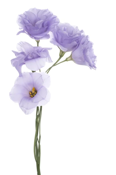 Eustoma — Zdjęcie stockowe