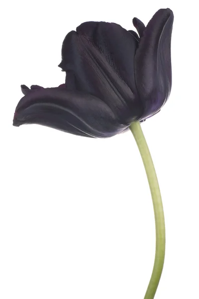 Tulp — Stockfoto