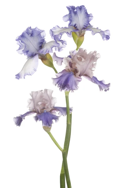 Iris. —  Fotos de Stock