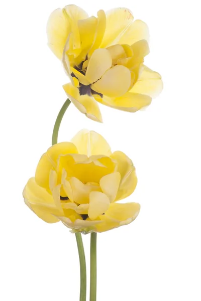 Tulpe — Stockfoto